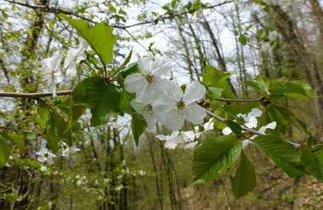Vogelkirsche (Prunus avium) - © Philipp Sengl